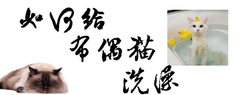 如何給布偶貓洗澡
