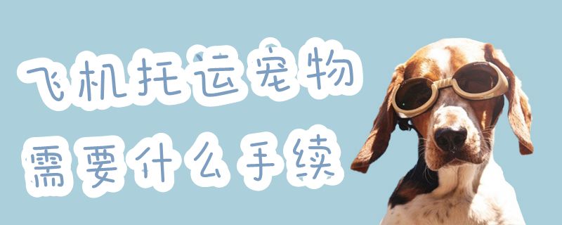 飛機(jī)托運(yùn)寵物需要什么手續(xù)