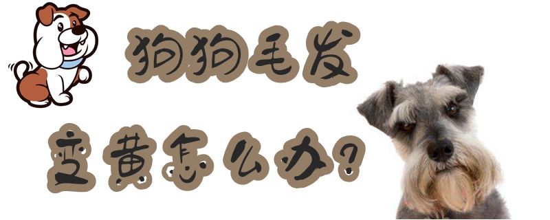 狗狗毛發(fā)變黃怎么辦