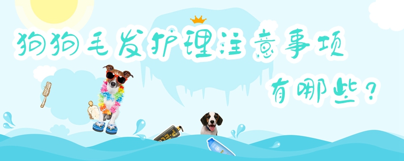 狗狗毛發(fā)護(hù)理注意事項(xiàng)有哪些