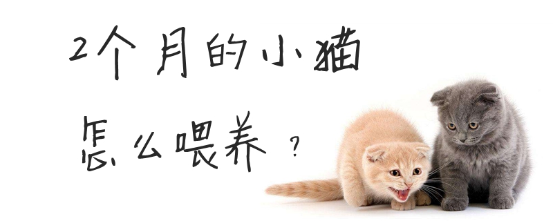2個月的小貓怎么喂養