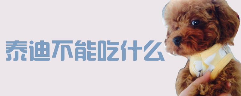 泰迪不能吃什么1