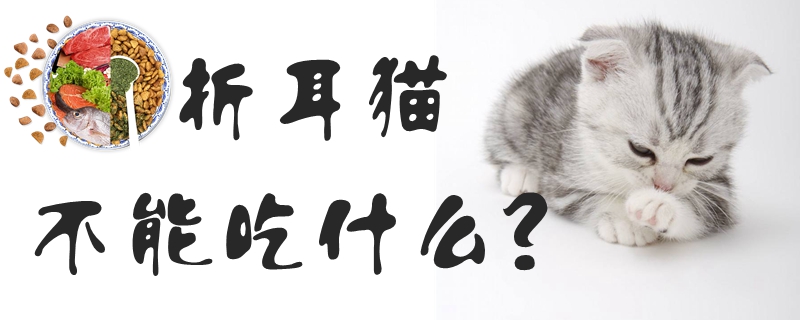 折耳貓不能吃什么