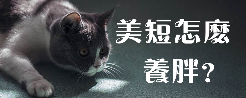 美短怎么養胖
