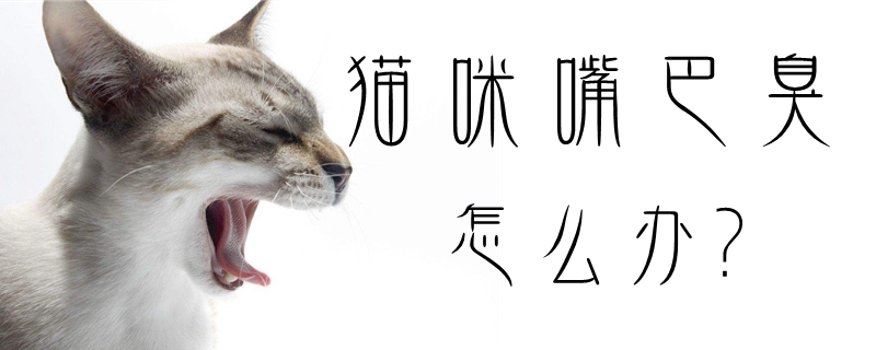 貓咪嘴巴臭怎么辦