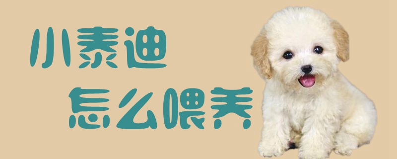 小泰迪怎么喂養1