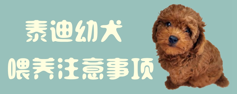泰迪幼犬喂養注意事項1