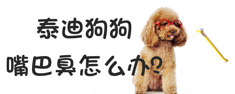 泰迪狗狗嘴巴臭怎么辦