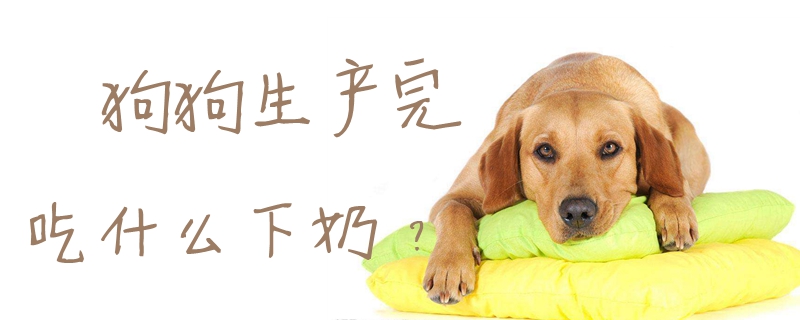 狗狗生產完吃什么下奶