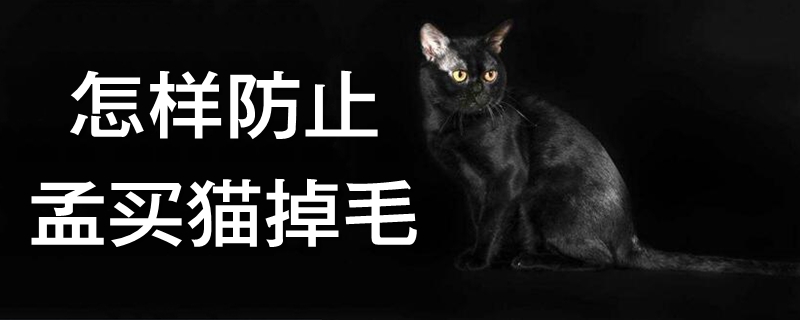 怎樣防止孟買貓掉毛