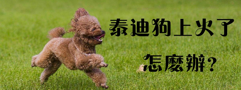 泰迪狗上火了怎么辦