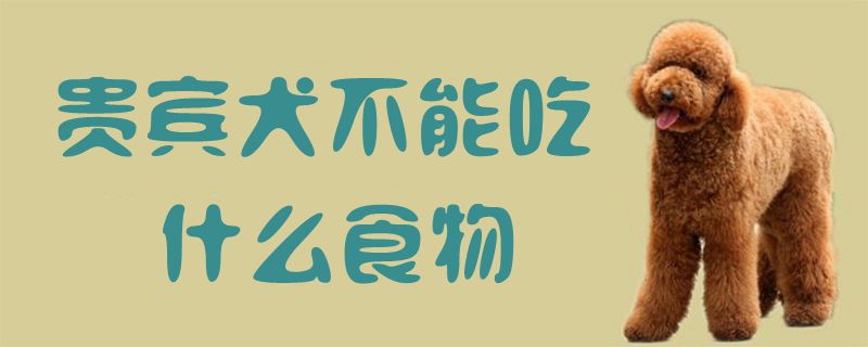 貴賓犬不能吃什么食物1