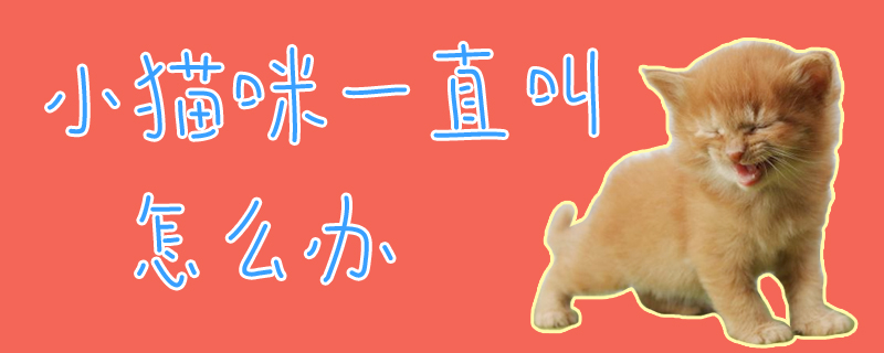 小貓咪一直叫怎么辦