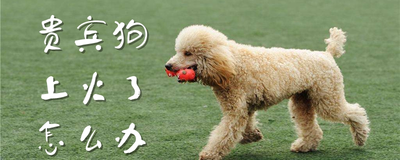 貴賓狗上火了怎么辦