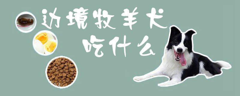 邊境牧羊犬吃什么1