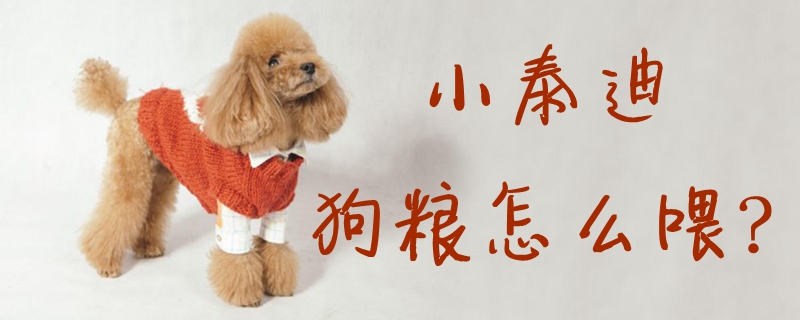 小泰迪狗糧怎么喂