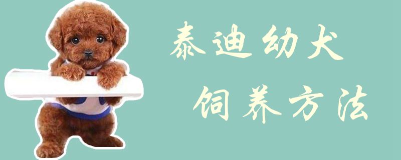 泰迪幼犬飼養方法1