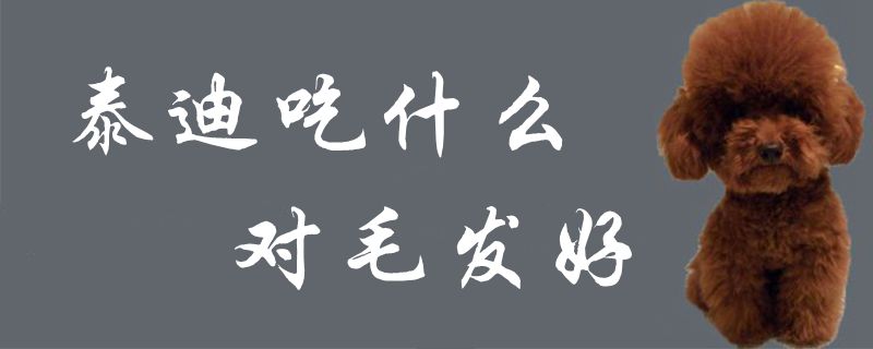 泰迪吃什么對毛發好1