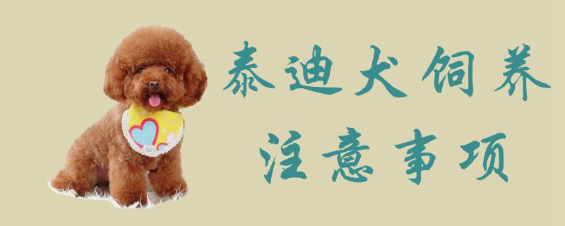 泰迪犬飼養注意事項1