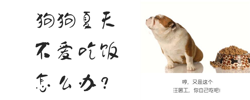 狗狗夏天不愛吃飯怎么辦