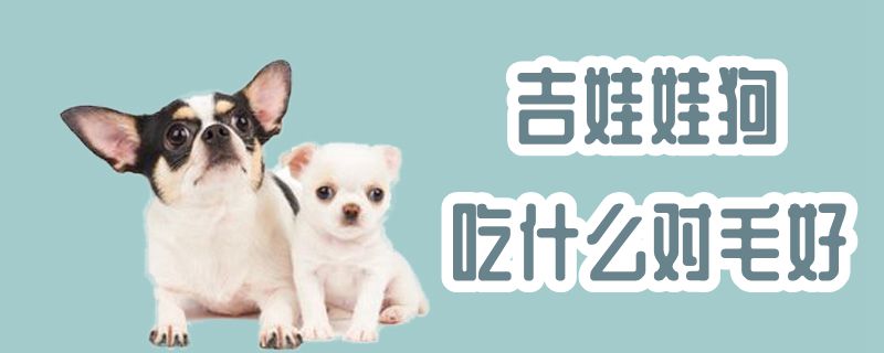 吉娃娃狗吃什么對(duì)毛好