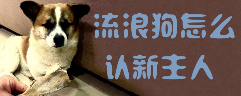 流浪狗怎么認新主人1