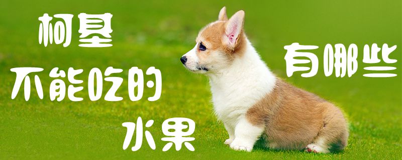 柯基不能吃的水果有哪些1