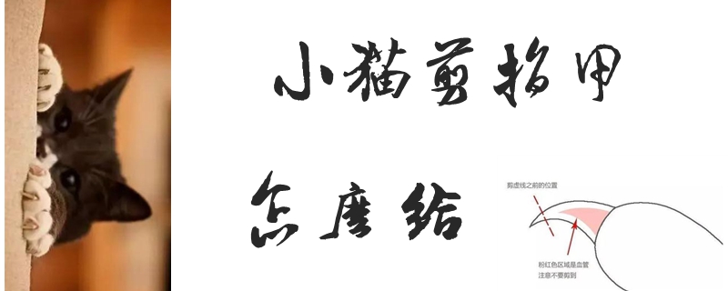 怎么給小貓剪指甲