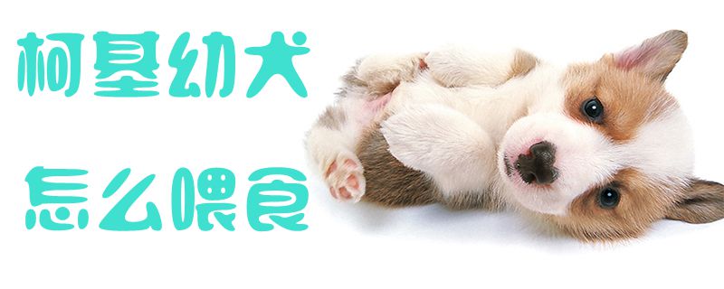 柯基幼犬怎么喂食1