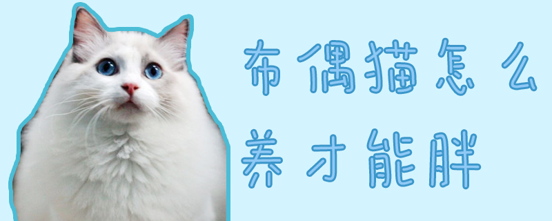 布偶貓怎么養才能胖