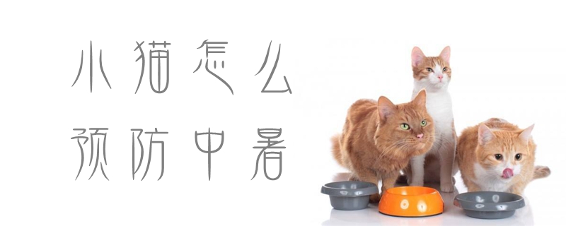 小貓怎么預防中暑