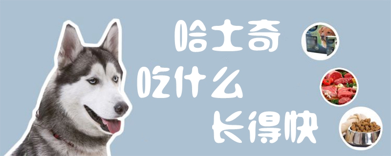 哈士奇吃什么長得快1