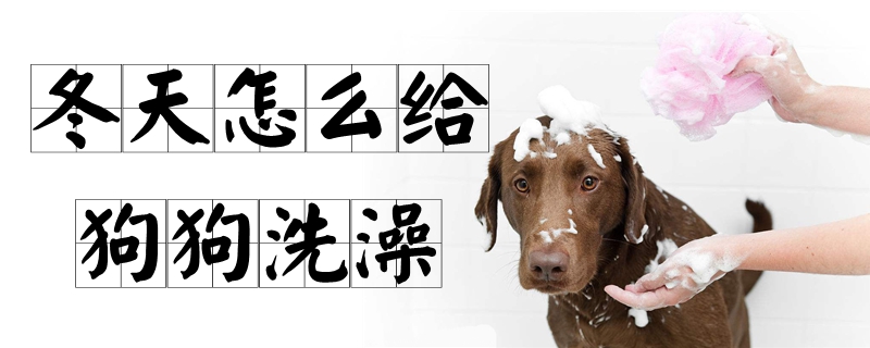 冬天怎么給狗狗洗澡