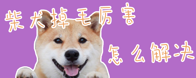柴犬掉毛厲害怎么解決