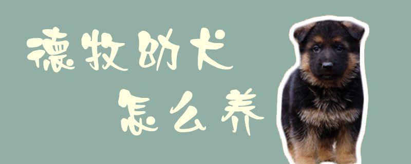 德牧幼犬怎么養(yǎng)1