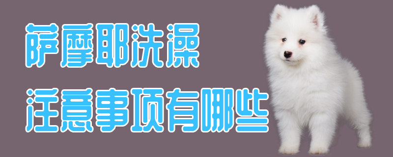 薩摩耶洗澡注意事項有哪些