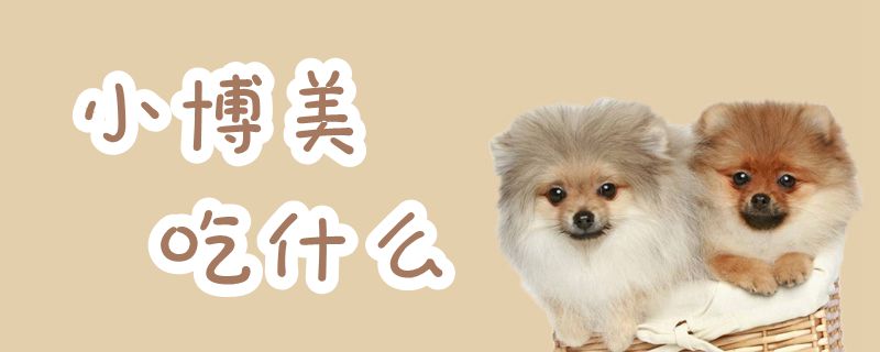 小博美吃什么