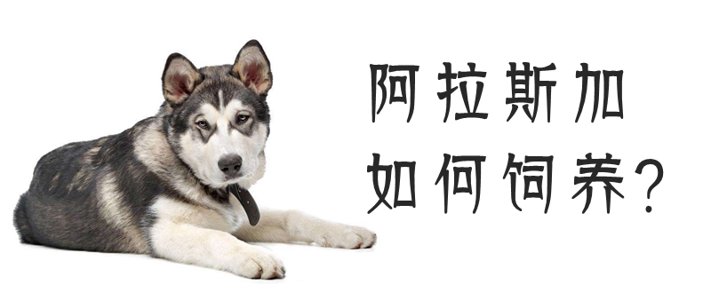 阿拉斯加如何養(yǎng)胖