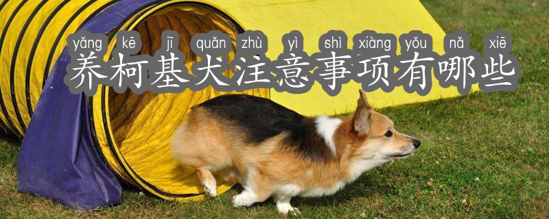 養(yǎng)柯基犬注意事項(xiàng)有哪些