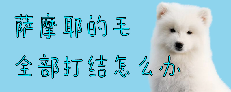 薩摩耶的毛全部打結怎么辦