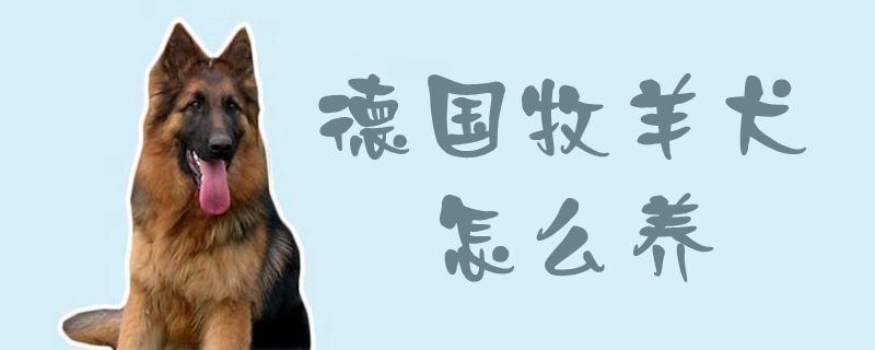 德國牧羊犬怎么養(yǎng)1