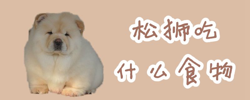 松獅吃什么食物