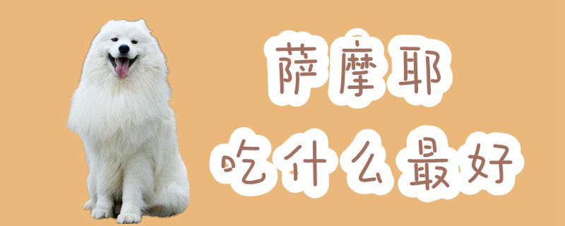 薩摩耶吃什么最好