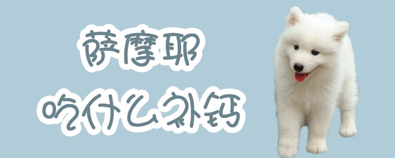 薩摩耶吃什么補鈣