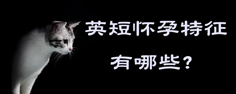 英短懷孕特征有哪些