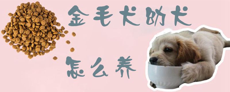 金毛犬幼犬怎么養1