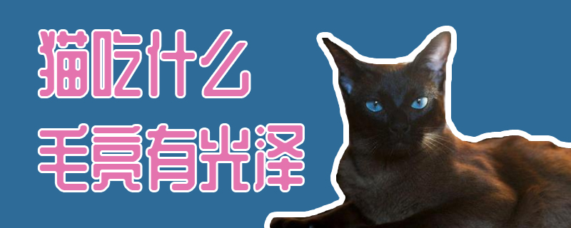 貓吃什么毛亮有光澤