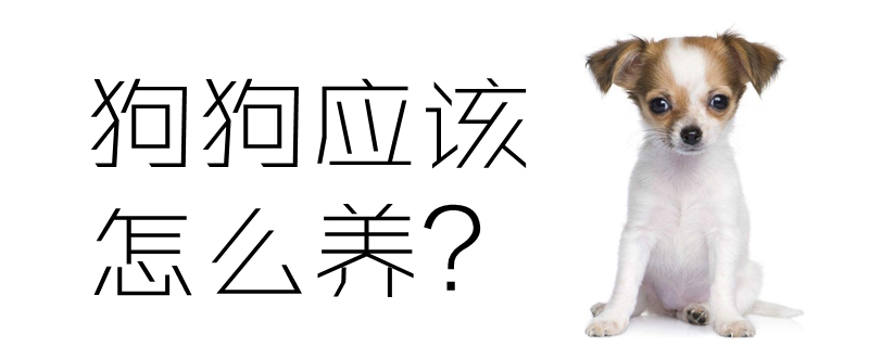狗狗應(yīng)該怎么養(yǎng)