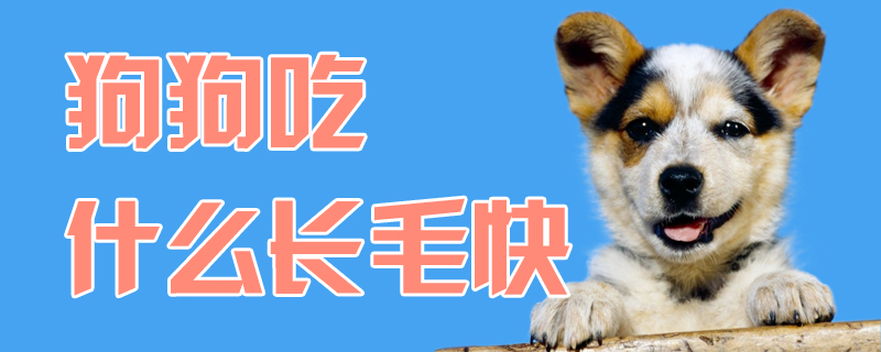 狗狗吃什么長(zhǎng)毛快