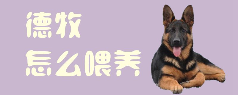 德牧怎么喂養(yǎng)1